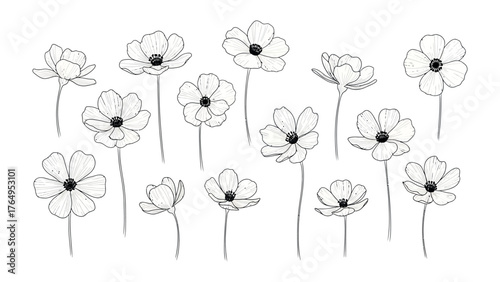 Blooming in Monochrome: delicate flowers captured in an elegant monochrome artwork, offering a minimalist aesthetic