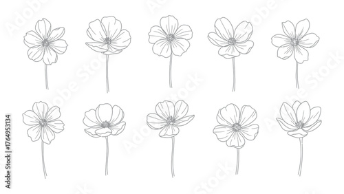 Floral Array: A curated assortment of delicate, hand-drawn flower illustrations. Their elegant, simple lines enhance the exquisite details of each bloom. 