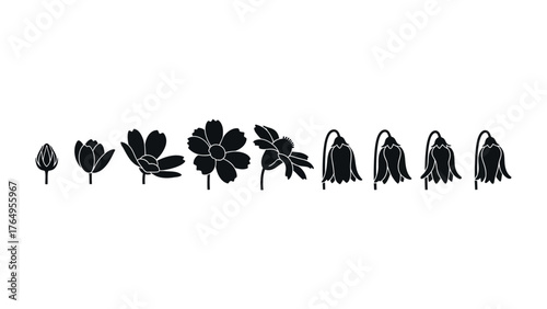 Life Cycle of a Flower: A monochrome depiction captures the complete journey of a flower, illustrating its delicate progression from a nascent bud to a mature bloom and final fading.