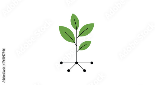 A young plant with green leaves and a root system.