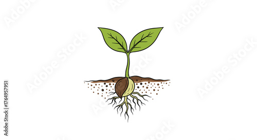 A tiny seedling emerges from a seed showing roots and leaves.