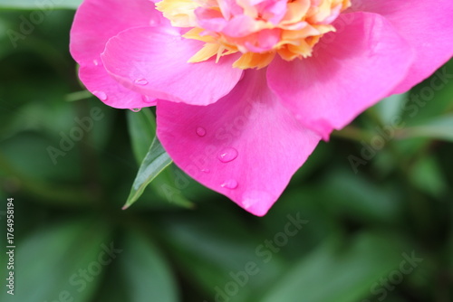 PEONIA BOWL OF BEAUTY