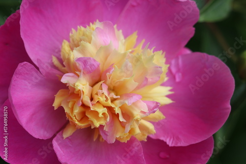 PEONIA BOWL OF BEAUTY