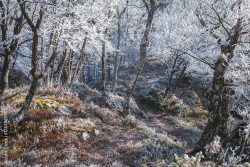 Frost-covered trees and ground on a winter path.