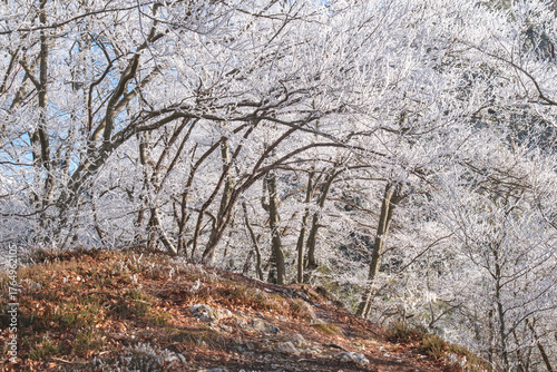 Frosted trees on a wintery forest path.