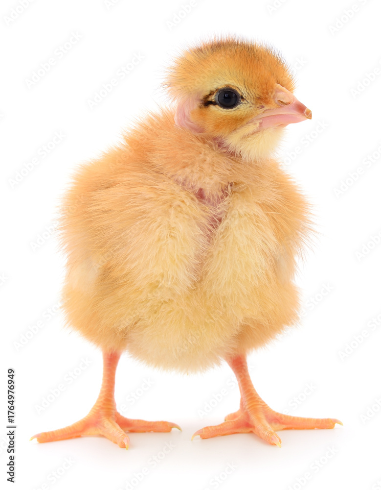 Fototapeta premium Cute yellow chick standing isolated on white background