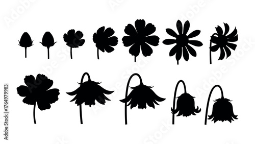 Floral Evolution: An artistic silhouette captures the life cycle of delicate petals. From bud to blossom, then back to rest, experience nature's grace. 