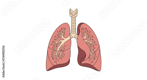Human Lungs Anatomy Illustration - Respiratory System Health.