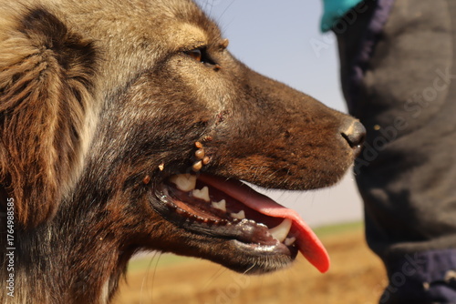 Fotografia Close-up of a dog’s eye infested with ticks, with visible parasites also around the mouth area