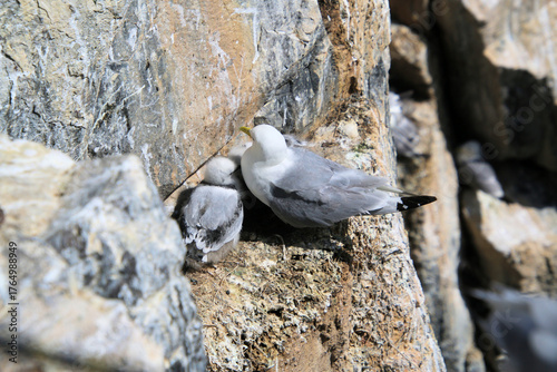 A close up of a Kittiwake on the rocks