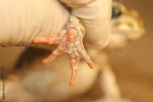 Tablou pe pânză Close-up of a male green toad (Not frog) hand held by a biologist, showing nuptial pad used for sex identification