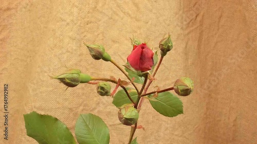fioritura di una rosa