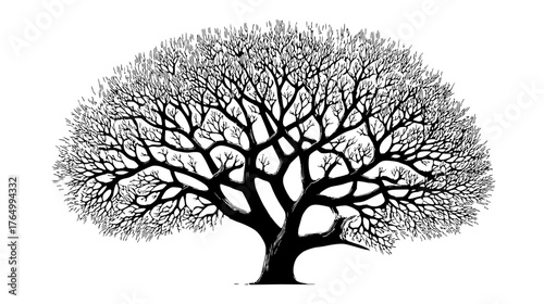 Beautiful linocut vector design of a detailed leafless tree with intricate branches