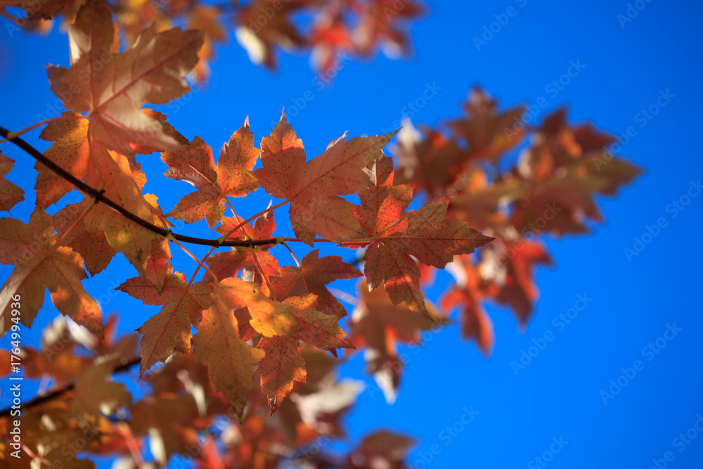 Fototapeta premium Colorful autumn leaves on blue sky background