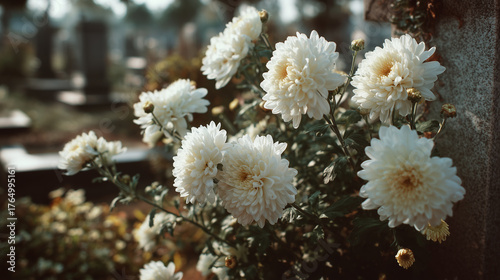 close up of classical large flowered white chrysanthemums on tombstone, modern graveyard, blurred background of cemetery. All saints day graveyard. Background, wallpaper for all saints’ day, all souls