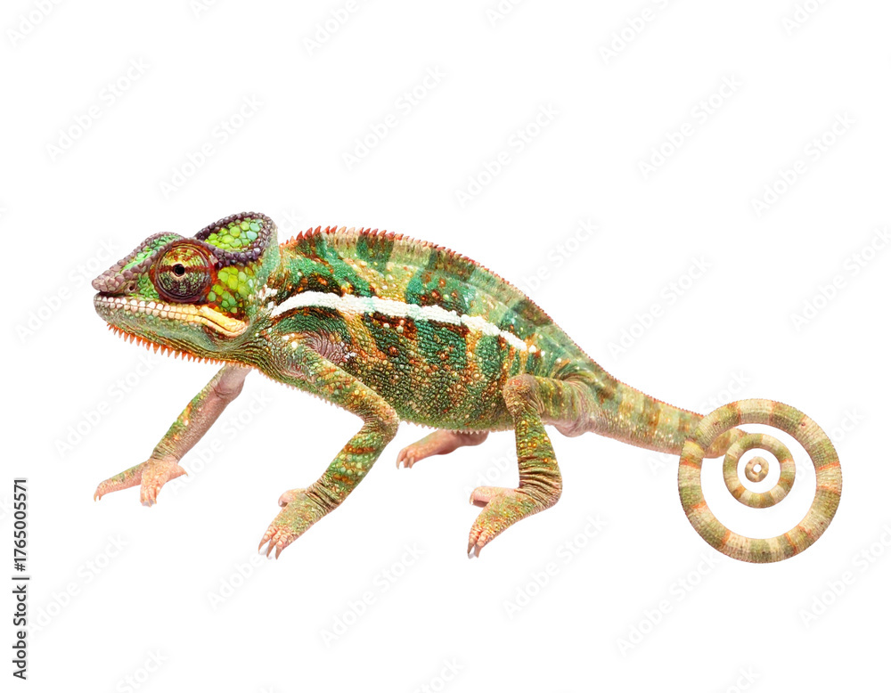 Fototapeta premium Green chameleon with rolled tail on black background