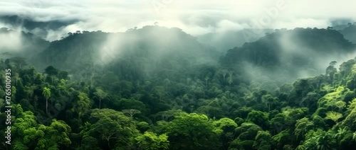 Exploring lush tropical rainforest in early morning mist with vibrant greenery and towering trees