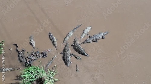 Crocodiles congregate in murky water, some clustered near debris and vegetation. Numerous reptiles are present, creating a dense gathering within the river in Costa Rica.