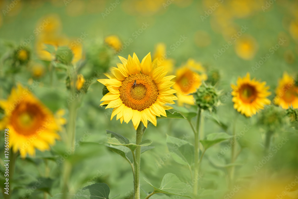 Fototapeta premium yellow sunflowers in the field. Large sunflower flowers in the sun. Yellow flowers on a farm field and blue sky. Agriculture concept, organic products. Growing seeds for oil. rural area. farmland