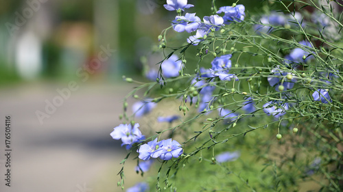 Linum perenne, the perennial flax, blue flax or lint, flowering plant in the family Linaceae, little blue blooming flowers close up macro in meadow, field, soft focus. industry, agricultural culture