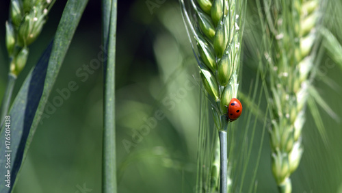 ladybug sitting on the wheat ears or pods. Unripe green wheat plants growing in large farm field. insects feeding crops in rural villages. agribusiness, farmland. parasites spoil the harvest close-up