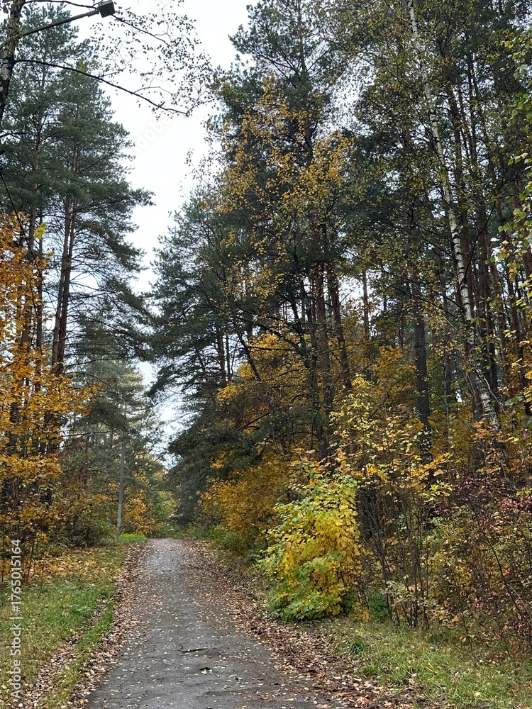 Obraz premium Autumn forest trail with fallen leaves, tall pines and birches, blue sky and quiet path, eco travel, grounding walk, slow tourism, mindfulness and wellness escape, nature background for design.