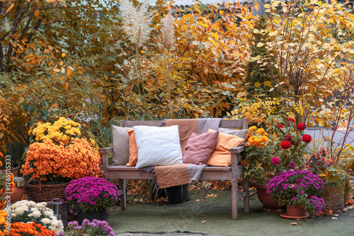 Fototapeta Naklejka Na Ścianę i Meble -  Cozy wooden bench with pillows surrounded by blooming chrysanthemums and colorful autumn foliage creating a relaxing garden atmosphere in fall season. Space for relax in lush yellow garden