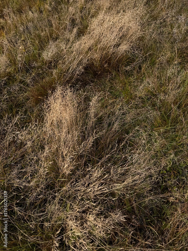 Fototapeta premium Colorful maple leaves lying on the ground during autumn season.