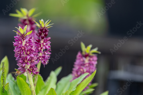 Quadro su tela Close up of pineapple lily (eucomis leia) flowers in bloom