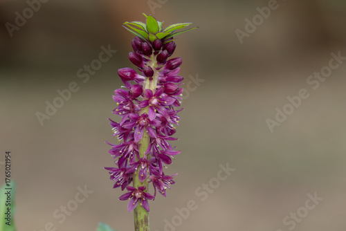 Quadro su tela Close up of pineapple lily (eucomis leia) flowers in bloom