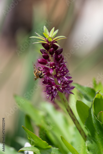Konstfotografi Close up of pineapple lily (eucomis leia) flowers in bloom