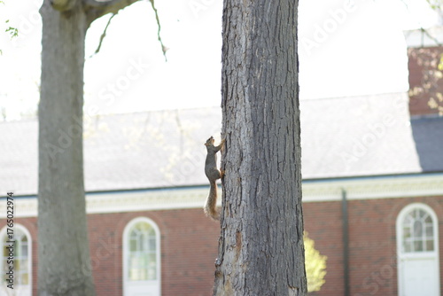 Fox Squirrel Climbing Tree Trunk beside Another Tree with Brick Building in Background