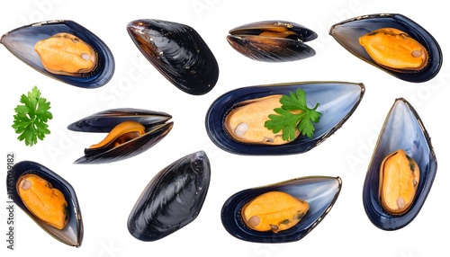 A collection of various opened and closed mussels, arranged on a pure white background