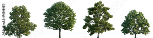 Photography Set of 2 Ulmus laevis and 2 Aesculus hippocastanum frontal street trees isolated