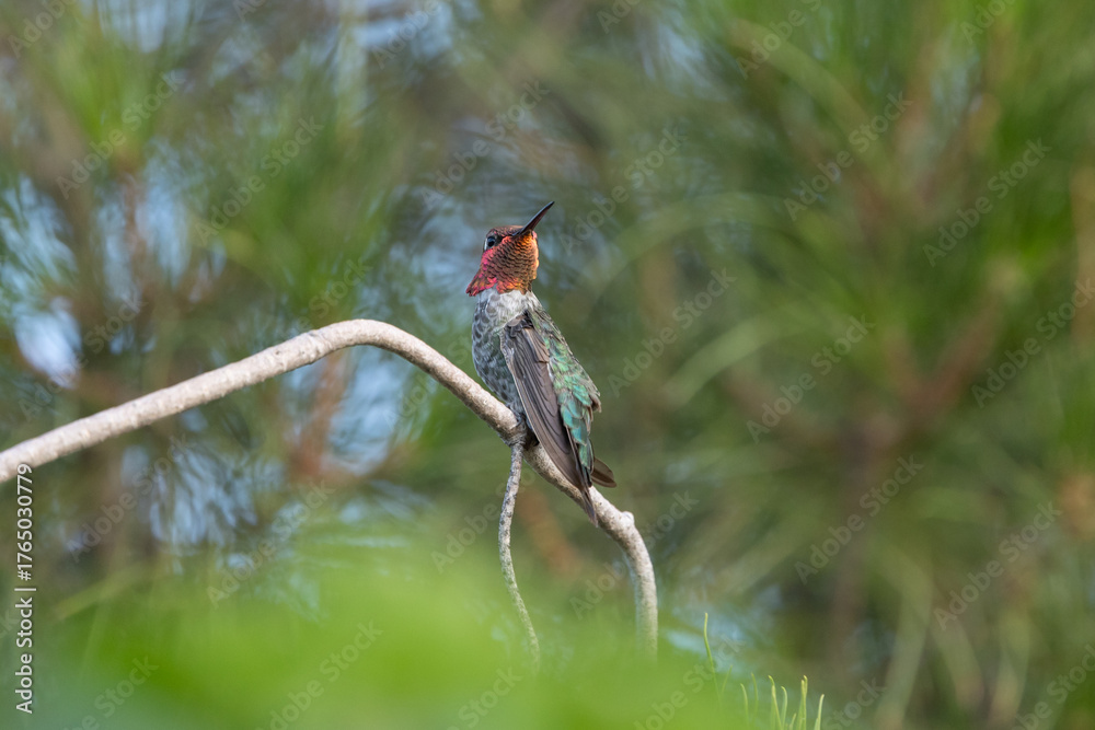 Fototapeta premium A male Anna's hummingbird turns its head to look over its shoulder while it perches on a small pine branch. The green of the tree and bright red of the birds gorget create a contrasting color scheme.