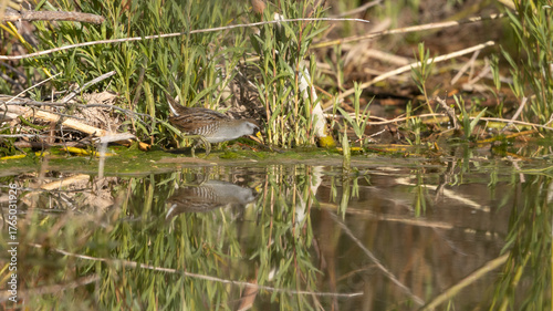A Sora Rail is reflected in the water as it makes its way along the marshy edge of a beaver pond while foraging for seeds and insects along LaVerkin Creek in Southern Utah USA on a sunny summer day.