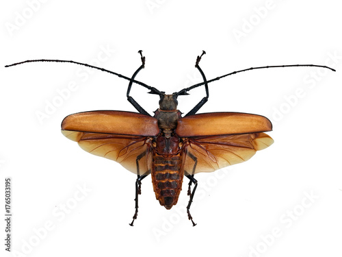 Giant longhorn beetle Callipogon armillatus is displayed in isolation, revealing its striking brown wings and long black antennae against a white backdrop.