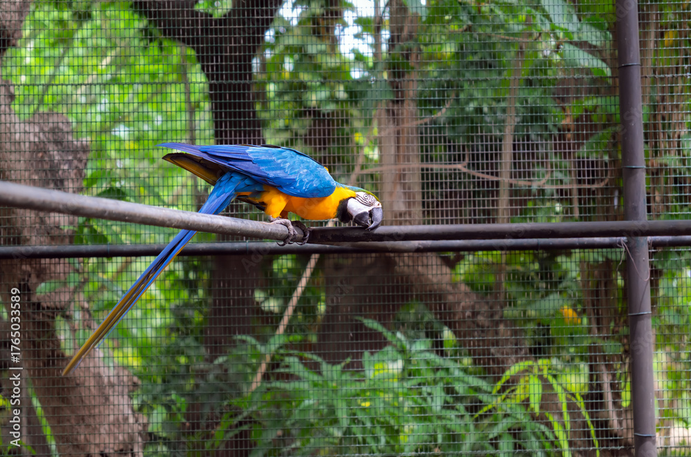 Obraz premium A magnificent Blue-and-Yellow Macaw (Ara ararauna) in full profile, showcasing its vibrant blue and golden-yellow plumage as it perches gracefully on a metal bar within a spacious aviary
