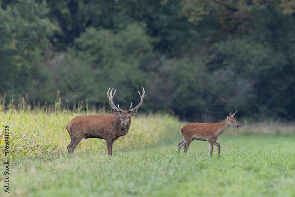 Obraz premium Stag Cervus elaphus in a European forest during rutting