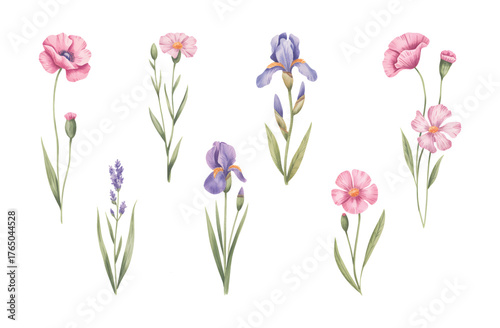 Soft iris and pink carnation watercolor blossoms. Watercolor spring garden flowers with green leaves.
