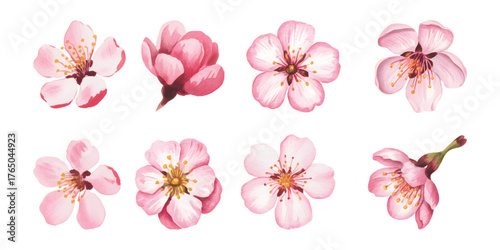 Cherry blooms in watercolor art. Pink cherry blossom watercolor illustration for textile prints.