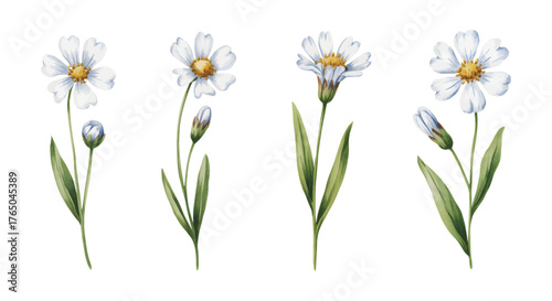 White and blue wild daisy flower illustration. Watercolor wild daisy botanical elements.