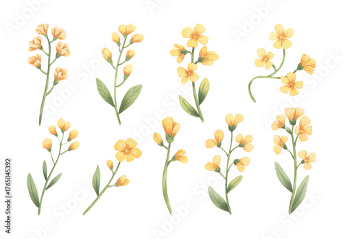 Watercolor painting of yellow rapeseed blossoms with green leaves.