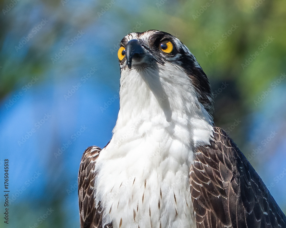 Naklejka premium Osprey on a branch sunning after eating