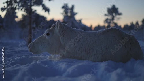 Exquisite albino reindeer rests in fresh snow in Northern Norway. Soft breath in the Arctic air
