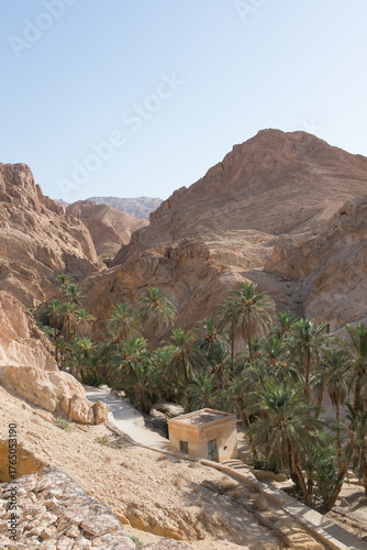 Beautiful walk among date palms. Chebika, Tunisia