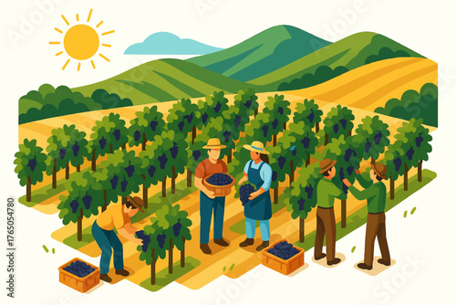 Farmers harvesting grapes in sunlit vineyard with rolling hills in background