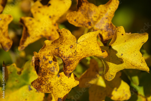 Blatt im Herbst im Sonnenuntergang