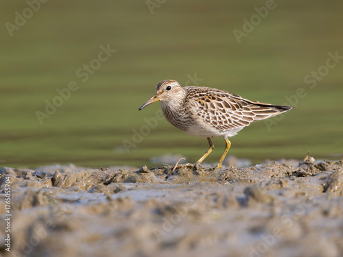 Pectoral sandpiper, Calidris melanotos