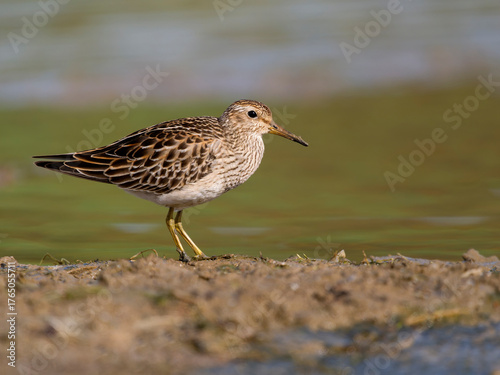 Pectoral sandpiper, Calidris melanotos